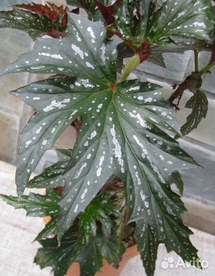 Комнатные растения цветы