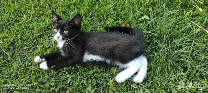 Котенок девочка 2 мес погибнет на улице