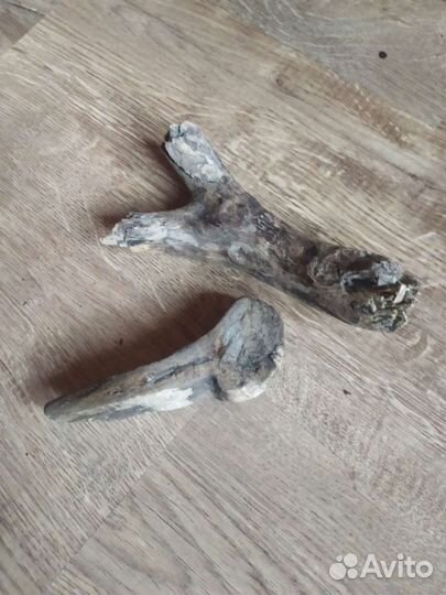 Парочка гусь да гогарочка