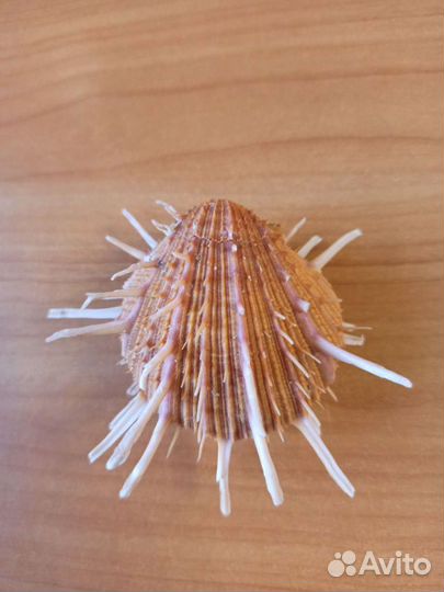 Морская раковина