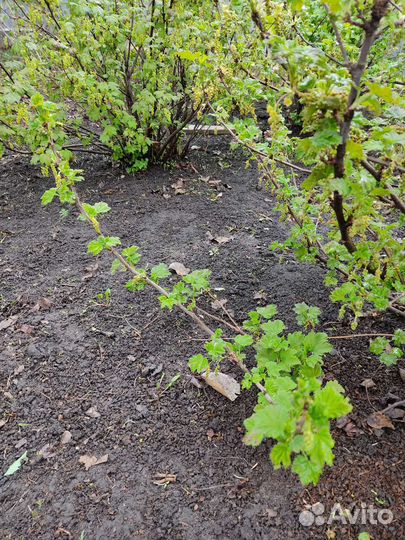 Красная смородина