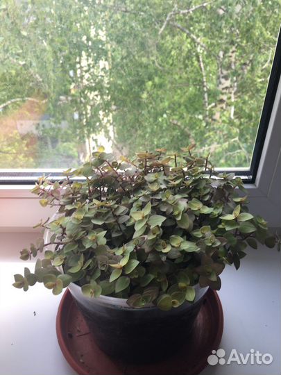 Коллизия