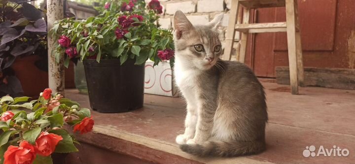 Котенок мальчик бесплатно
