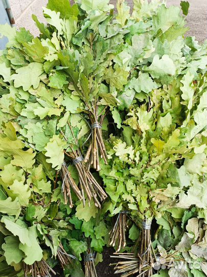 Дубовые веники для бани