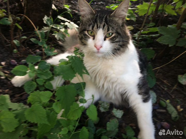 Котик - Мурмотик в самые заботливые руки