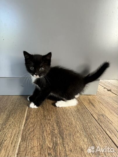 Котята в добрые руки приучены к лотку