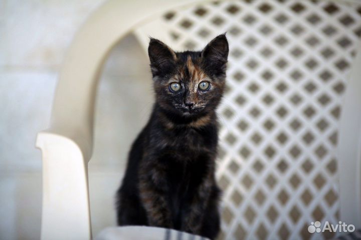 Котенок девочка трехцветка ищет дом