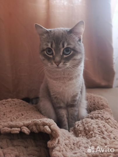 Кошка в дар бесплатно