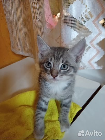 Отдаем котёнка, мальчик, будет крупным котом)