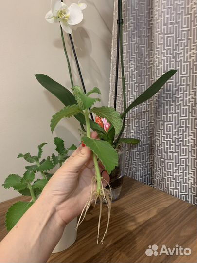 Комнатная мята