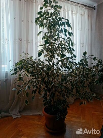 Фикус бенджамина большой