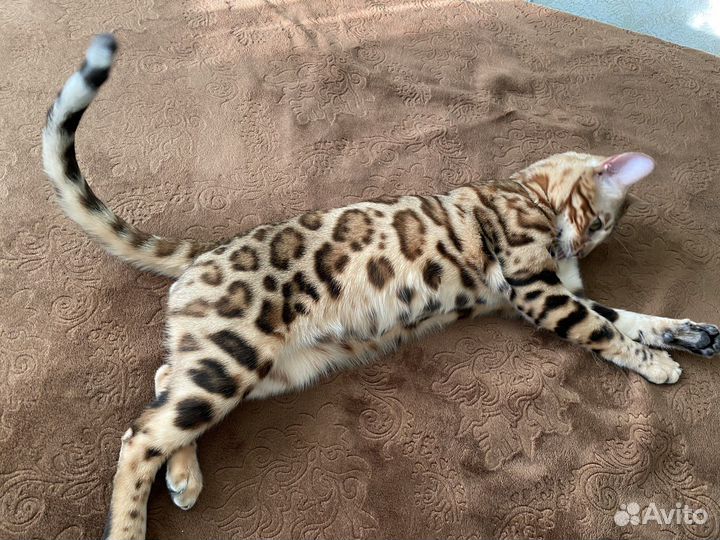 Бенгальский кот вязка