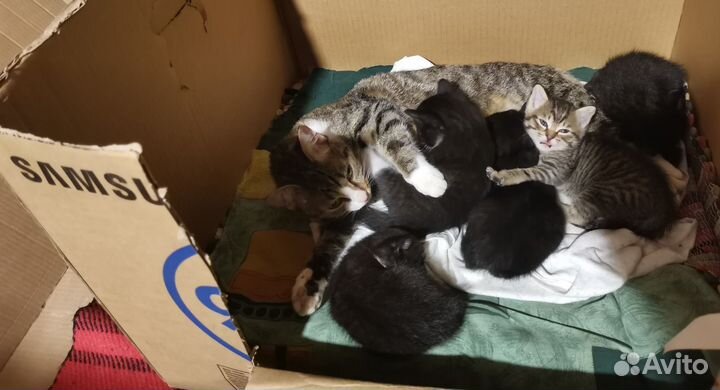 Коты samsung