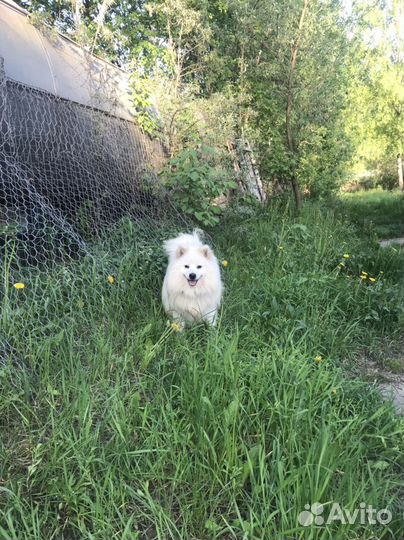 Японский шпиц