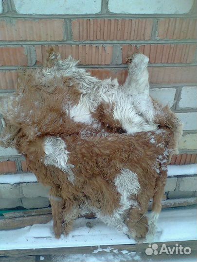 Шкура молочного теленка