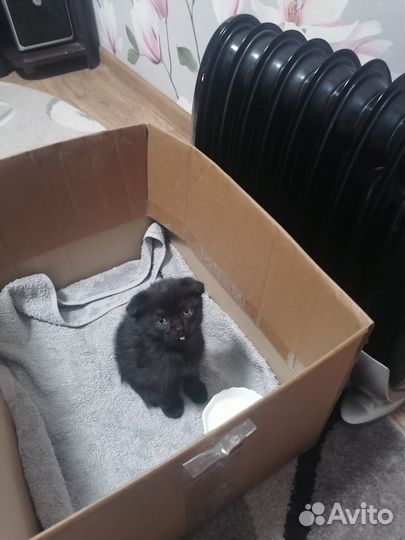 Продам котенка