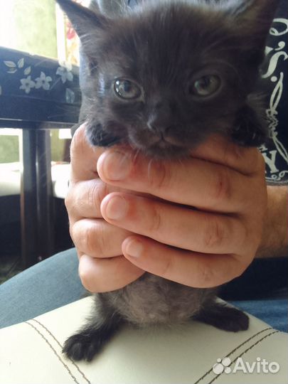 Кошечка в добрые руки от шотландской мамы