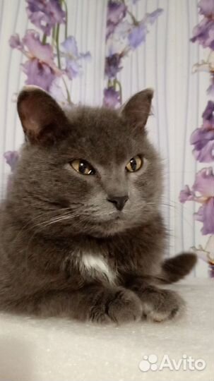 Услуга зоогостиницы для животных