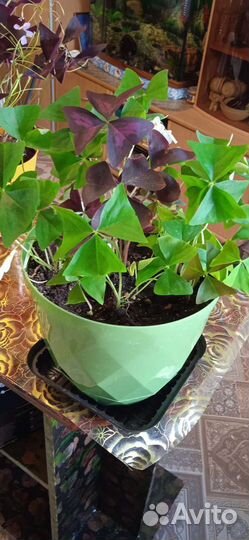 Оксалис (кислица)