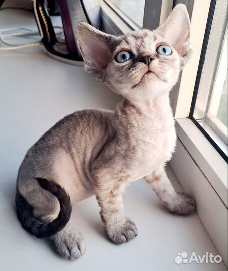 Мальчики WCF Девон-рекс