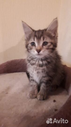 Котенок