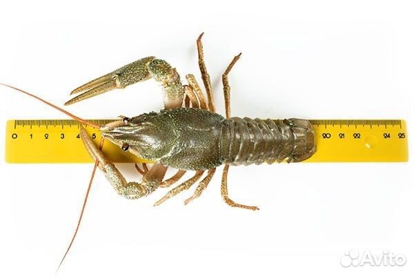 Раки живые с доставкой