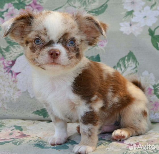 Щенки чихуахуа