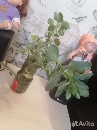 Каланхоэ Цветущий Отростки Обмен