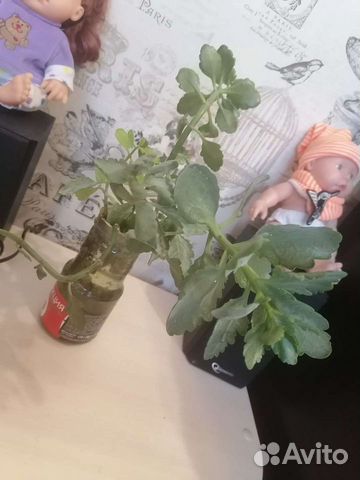 Каланхоэ Цветущий Отростки Обмен