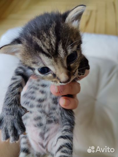 Котята от абиссинской кошки