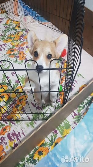 Корги щенок девочка