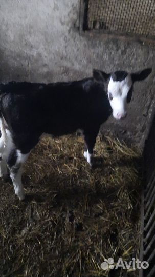 Продаётся тёлочка 2месяца