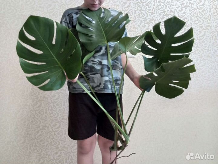 Комнатные цветы. Монстера. обновление 6.08