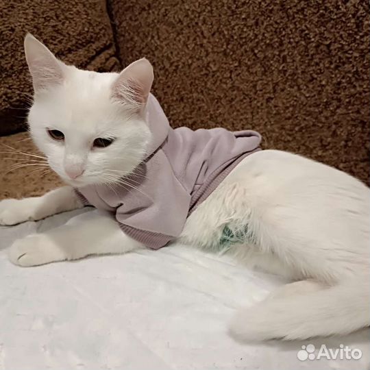 Отдам в добрые руки