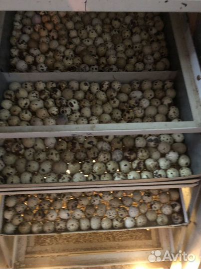 Яйца перепелиные инкубационное