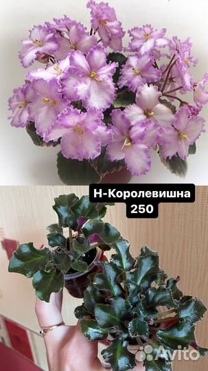 Сортовые фиалки