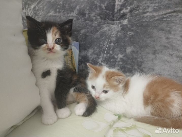 Котята в самые добрые руки