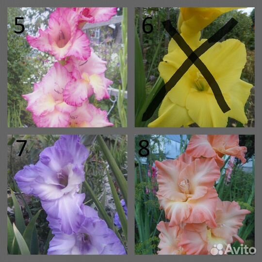 Гладиолусы луковицы