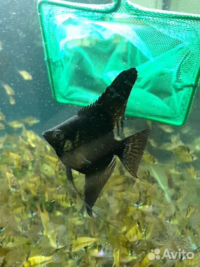 Апистограммы рамирези, скалярии