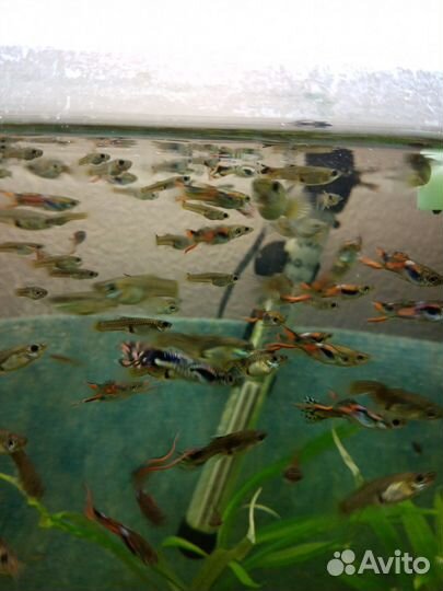 Рыбки гуппи