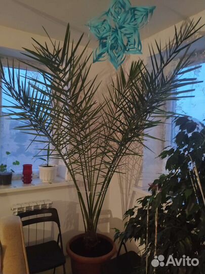 Финиковая пальма