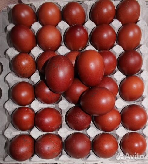 Яйцо инкубационное маран черно медный