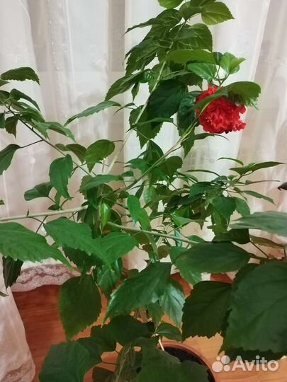 Гибискус китайская роза