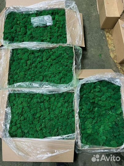Мох стабилизированный опт розница