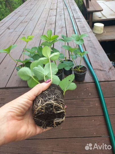 Клубника саженцы