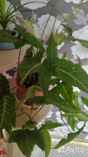 Сингониум, Орхидея