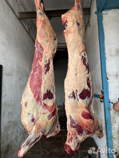 Продам мясо говядины