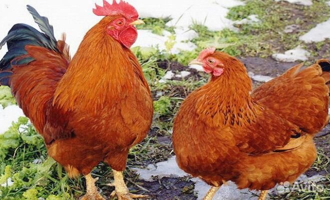 Куры несушки Легорн белая