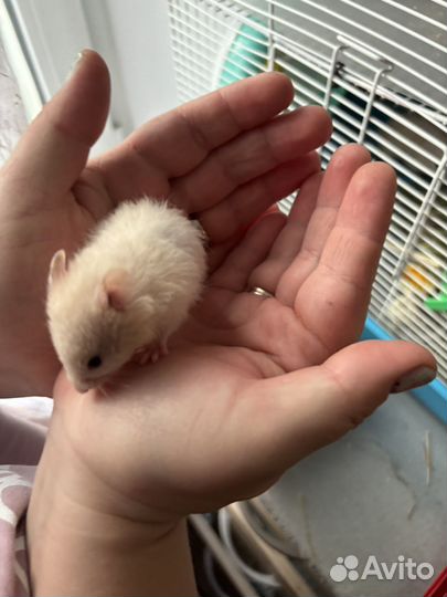 Сирийский хомяк