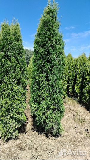 Туя Колумна